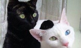 张猫猫爆料视频,幕后真相大曝光！